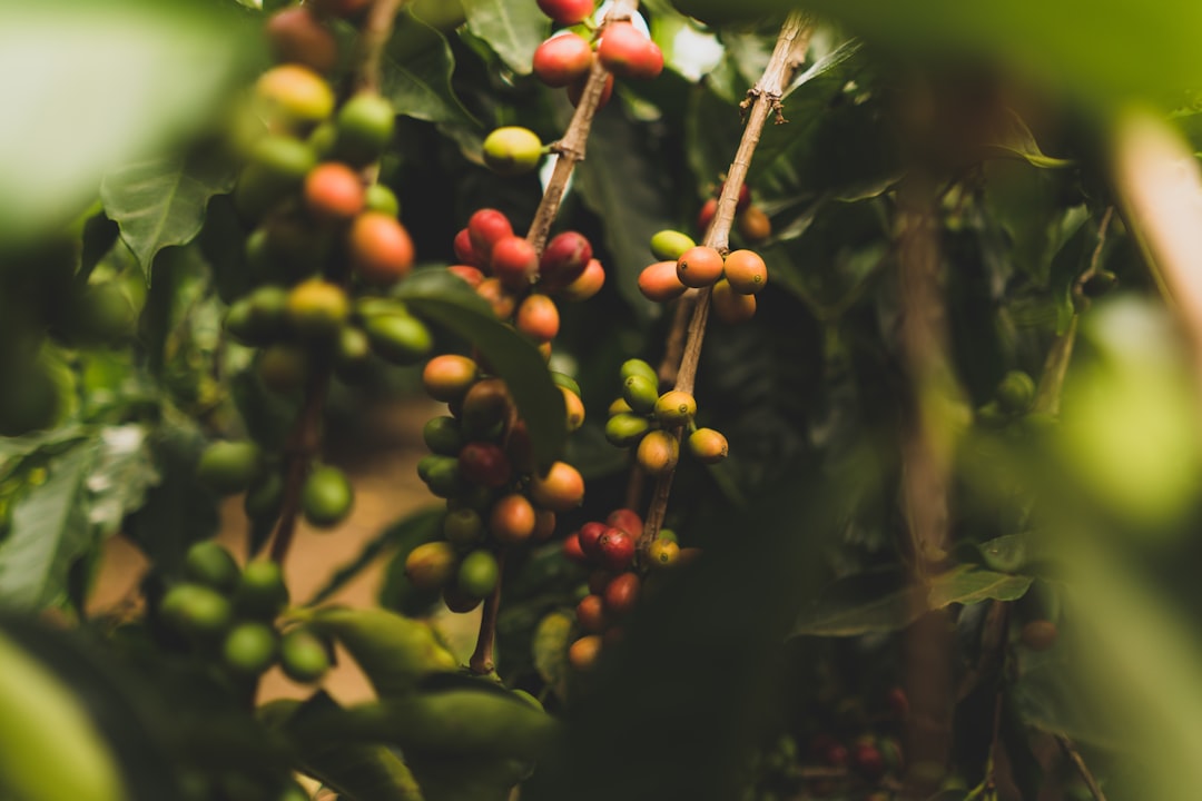 Australian Coffee Order Guide for Newcomers | Artikkel