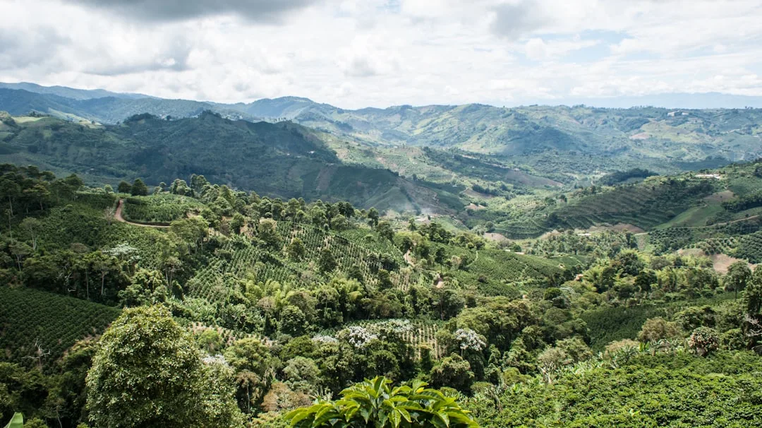 Antigua Coffee Culture: What Makes It Unique